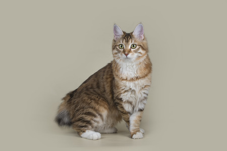 Kurilian Bobtail on a light isolated backgroundの写真素材