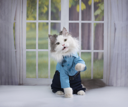 Cat manager is resting in a country houseの写真素材