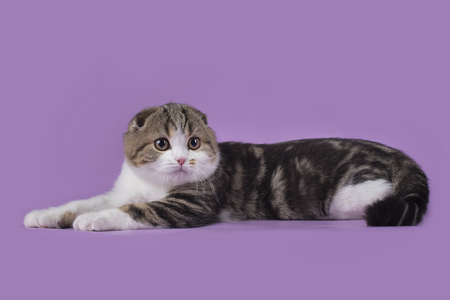 cat on a background isolatedの写真素材