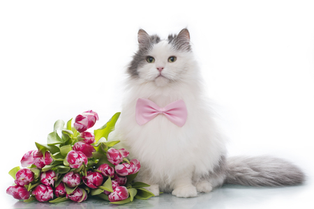 furry cat on white isolated background with a bouquet of tulipsの写真素材