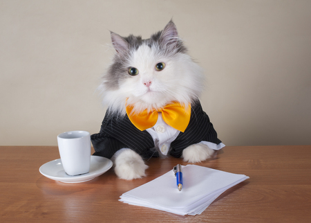 cat manager in a suit sitting in the officeの写真素材