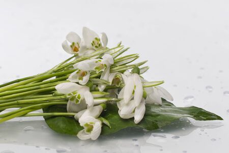 bouquet of snowdrops on a white isolated backgroundの写真素材