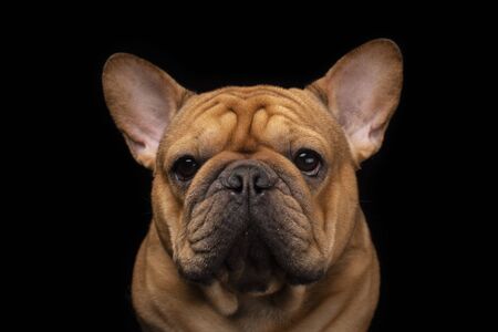 French bulldog on a black isolated backgroundの写真素材