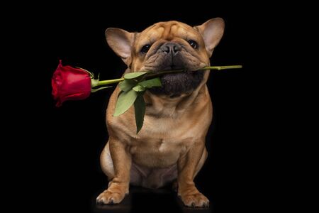 French bulldog on a black isolated background with a rose in his teethの写真素材