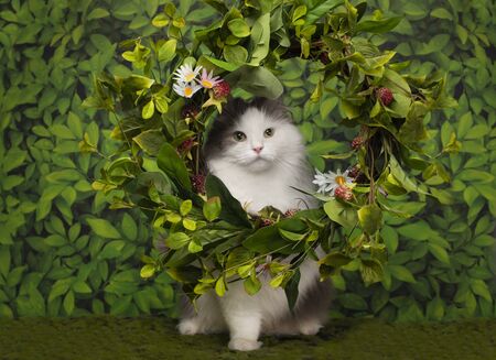 fluffy cat and a wreath of wild flowersの写真素材