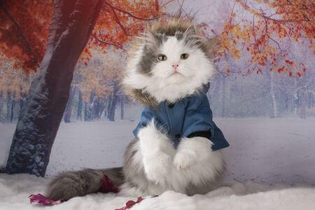 cat in a winter jacket walks in the parkの写真素材