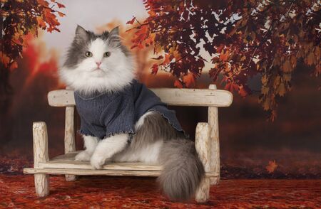 cat in a badlon rests on a bench on an autumn dayの写真素材