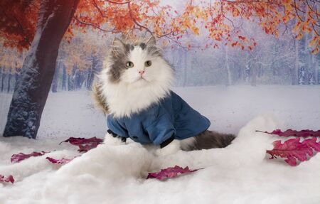 cat in a winter jacket walks in the parkの写真素材