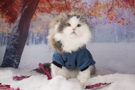 cat in a winter jacket walks in the parkの写真素材