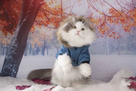 cat in a winter jacket walks in the parkの写真素材