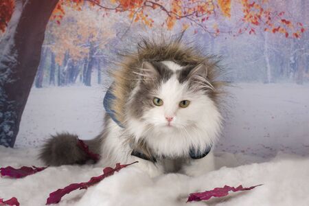 cat in a winter jacket walks in the parkの写真素材