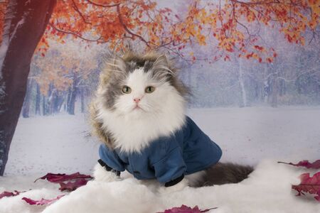 Cat in a winter jacket walks in the parkの写真素材
