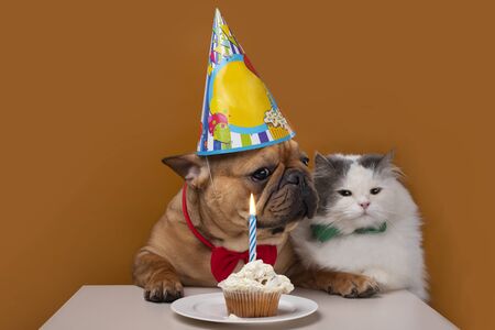 Dog and cat on orange isolated  celebrate birthdayの写真素材