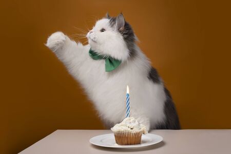 Fluffy cat celebrates its birthday on orangeの写真素材