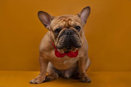 French bulldog dog on orangeの写真素材