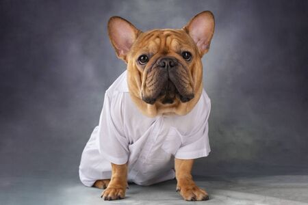 French past dog in a white shirt on a grayの写真素材