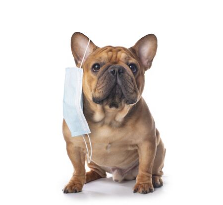 french bulldog in medical mask on a white isolated backgroundの写真素材