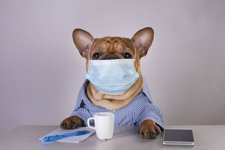 french bulldog in medical mask at workplace during pandemicの写真素材