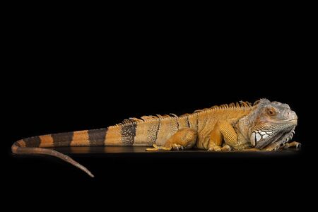 big iguana on black isolated backgroundの写真素材