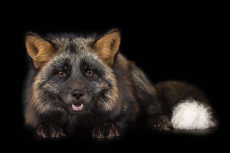 silver fox on black isolated backgroundの写真素材