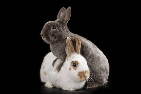 rabbit on black isolated backgroundの写真素材