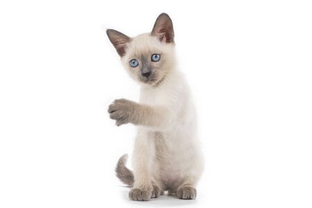 little secret kittens on white isolated backgroundの写真素材
