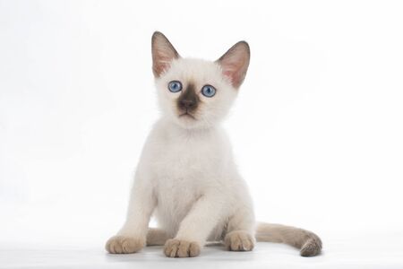little secret kittens on white isolated backgroundの写真素材
