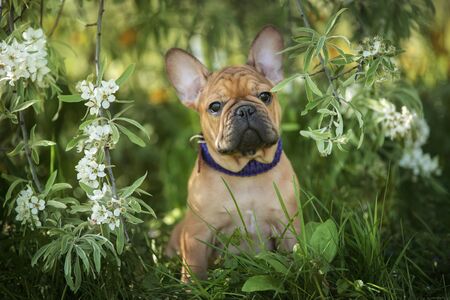 french bulldog puppy playing in the grassの写真素材