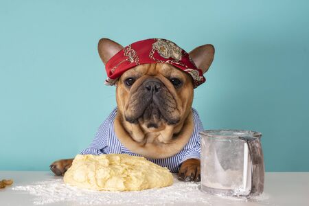 Dog French Bulldog prepares dough in his kitchenの写真素材