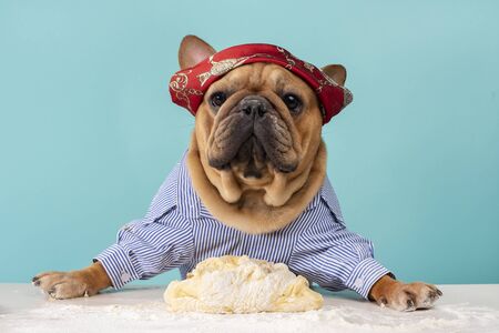 Dog French Bulldog prepares dough in his kitchenの写真素材