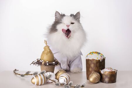 white fluffy cat sits at an easter table on a white backgroundの写真素材
