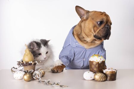 white fluffy cat and dog French Bulldog sit at the Easter table on a white backgroundの写真素材