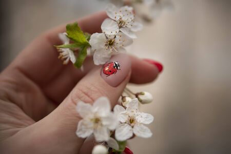 ladybug manicure in spring colorsの写真素材