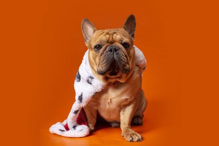 dog french bulldog in king costume on bright orange isolated backgroundの写真素材