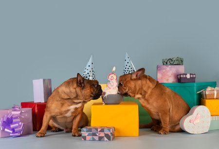 two french bulldog dogs celebrating a birthdayの写真素材