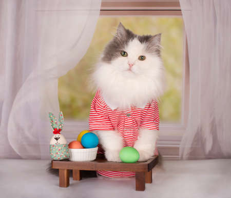 fluffy cat with easter eggs celebrates easter