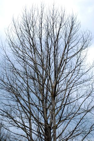 treeの写真素材