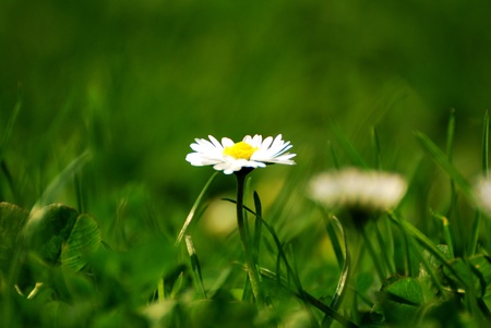 wild flowersの写真素材