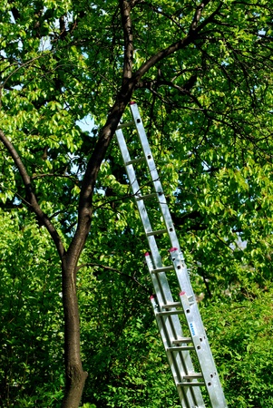 treeの写真素材