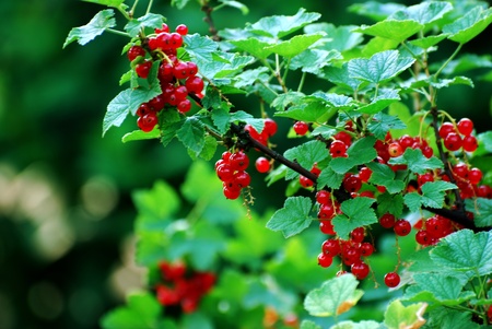 currantsの写真素材