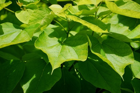 leavesの写真素材