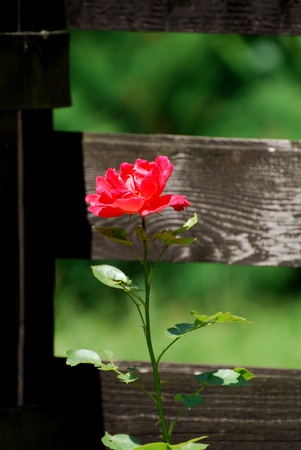 red roseの写真素材