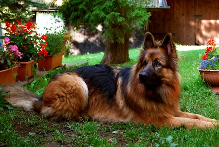 German shepherdの写真素材