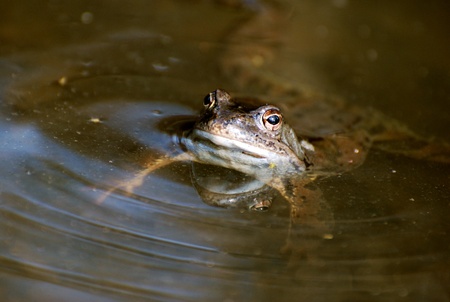 frogの写真素材