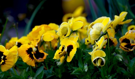 pansiesの写真素材