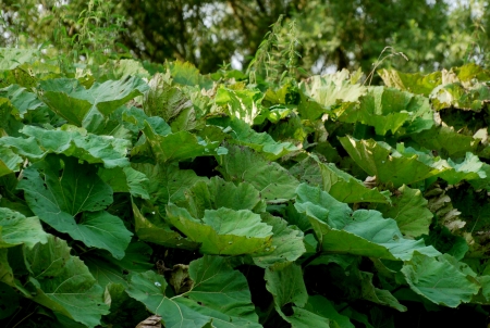 burdock leavesの写真素材