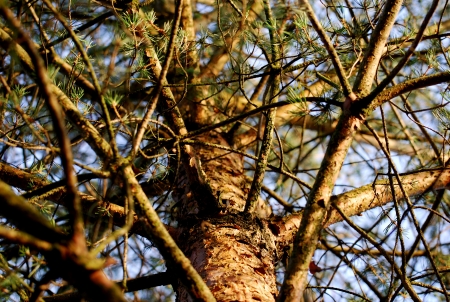 pineの写真素材