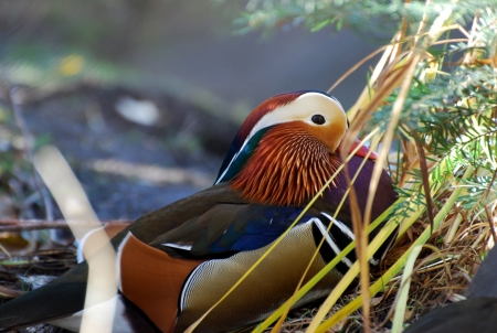 duckの写真素材