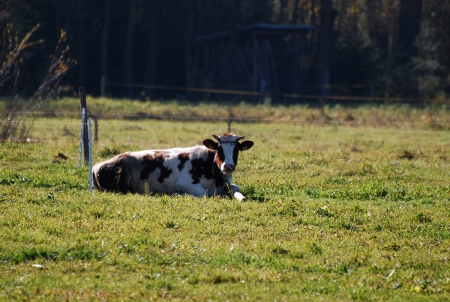 cowの写真素材