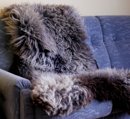 sheep skinの写真素材